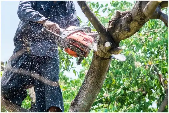 tree services Tecumseh